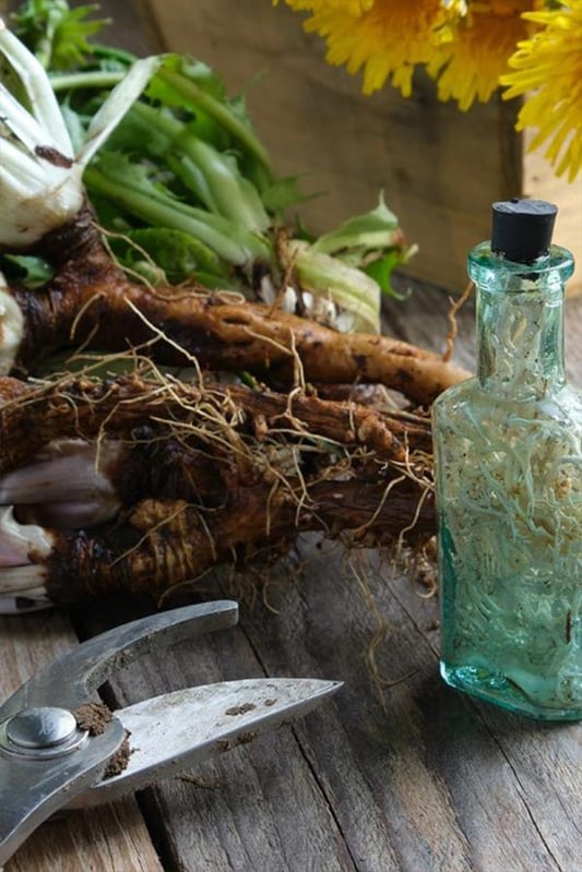 Dandelion root tea