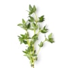 Thyme for H Pylori treatment