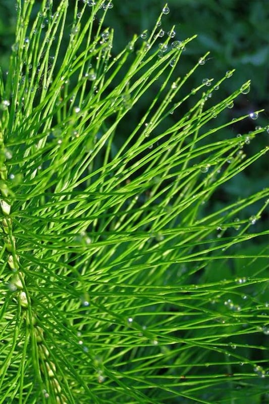 Horsetail Tea Herbs of The Saints