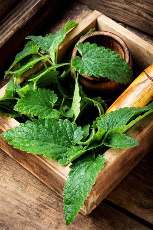 Lemon balm tea