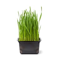 Wheat grass