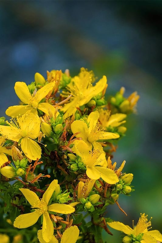 St. John's wort