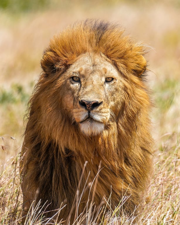 Serengeti National Park
