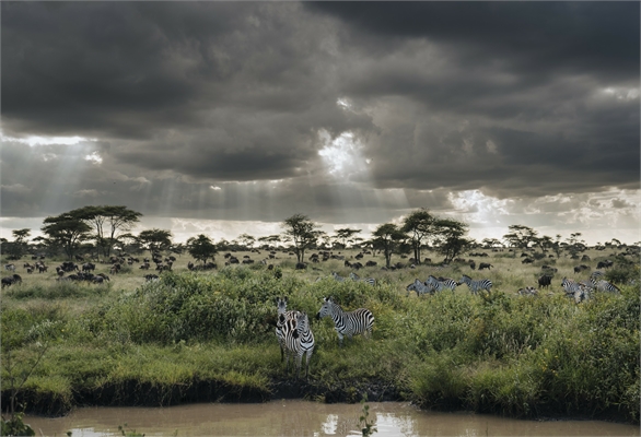 5-Day Fly-In Serengeti, Ngorongoro & Tarangire Safari — photo 4