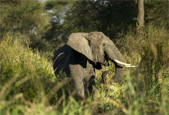 4-Days, Tarangire, Lake Manyara, Lake Eyasi Cultural Tour, & Ngorongoro Crater — photo 4
