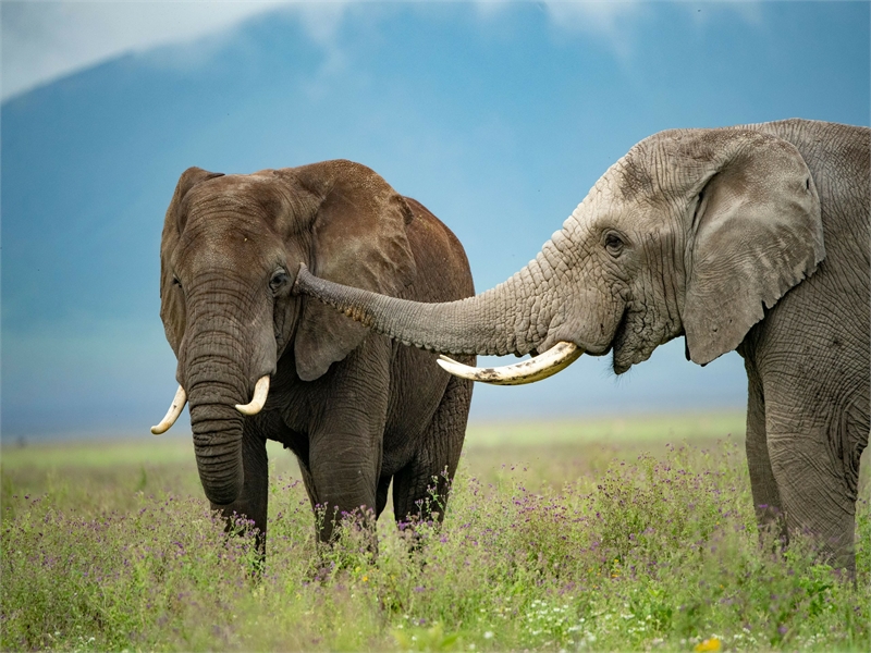 4-Days, Tarangire, Lake Manyara, Lake Eyasi Cultural Tour, & Ngorongoro Crater