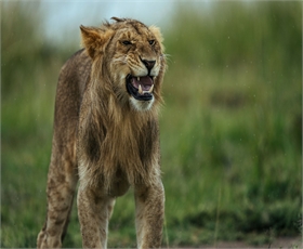 3-Day Fly-In Safari: Tarangire, Ngorongoro & Lake Manyara — photo 3