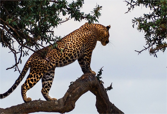 3-Day Fly-In Safari: Tarangire, Ngorongoro & Lake Manyara — photo 4