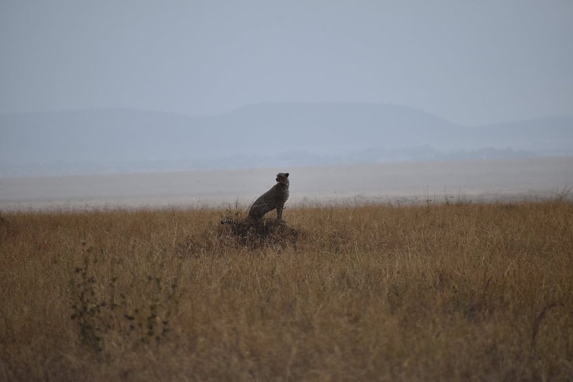 Ngorongoro Crater Day Trip Safari — photo 3
