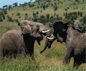 5-Day Fly-In Serengeti, Ngorongoro & Tarangire Safari — photo 1
