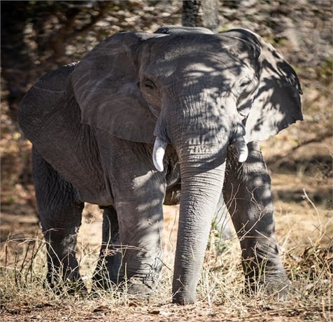 4-Days, Tarangire, Lake Manyara, Lake Eyasi Cultural Tour, & Ngorongoro Crater — photo 2