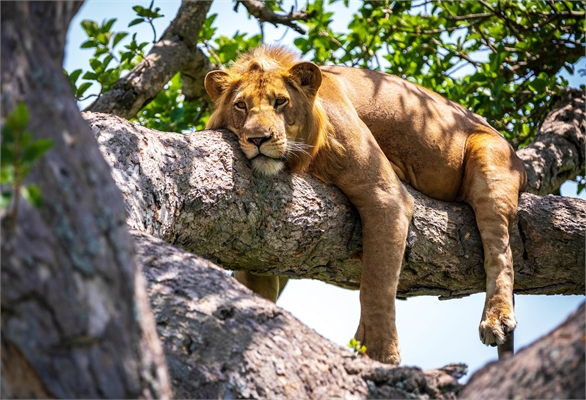 3-Day Fly-In Safari: Tarangire, Ngorongoro & Lake Manyara