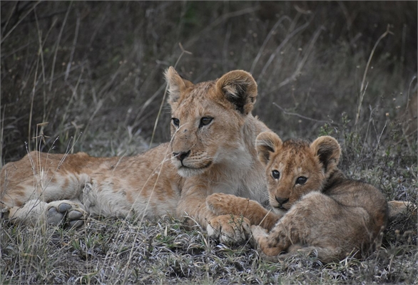 5-Day Fly-In Serengeti, Ngorongoro & Tarangire Safari