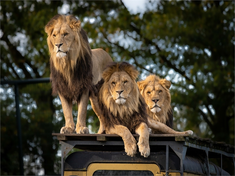Ngorongoro Crater Day Trip Safari