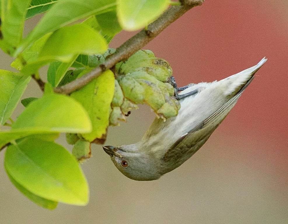 Nature Resort In Udaipur