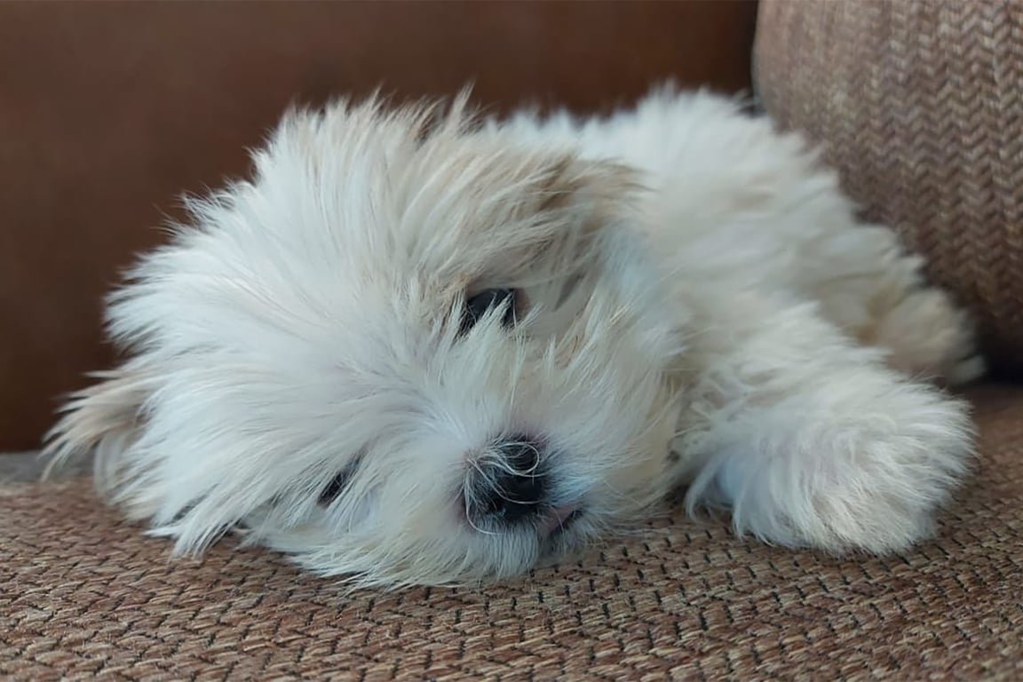 vatsalya vihar suites