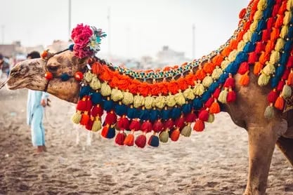 Camel Safari in rajasthan