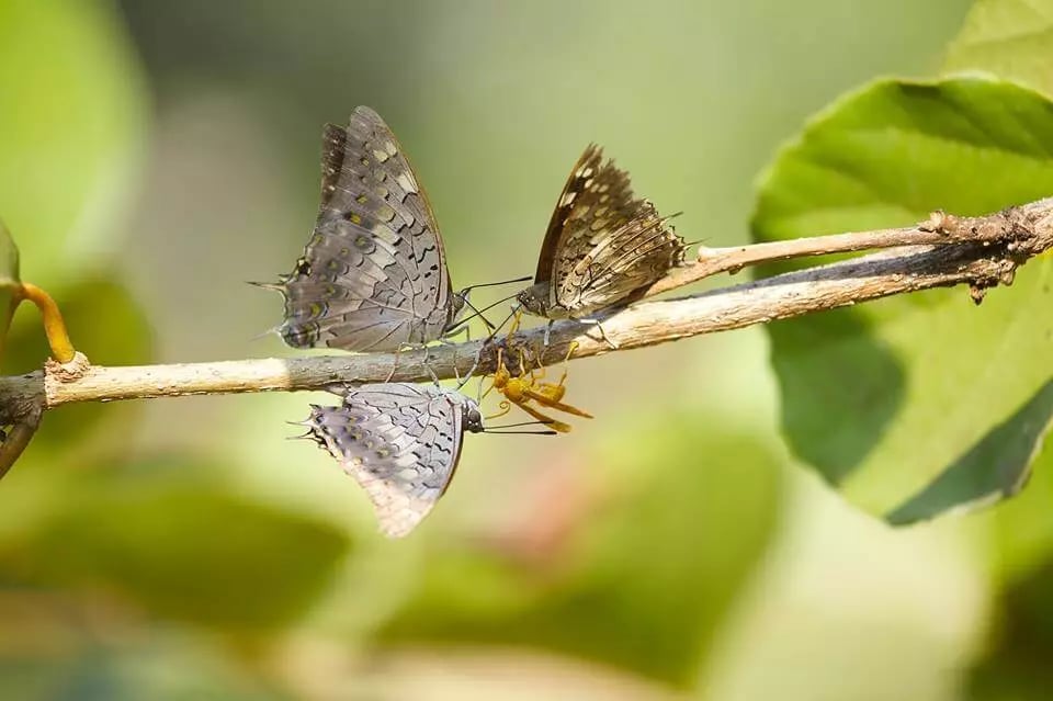 Luxury boutique Resort In Udaipur Rajasthan