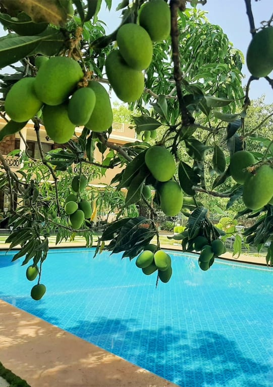 vatsalya resort swimming pool