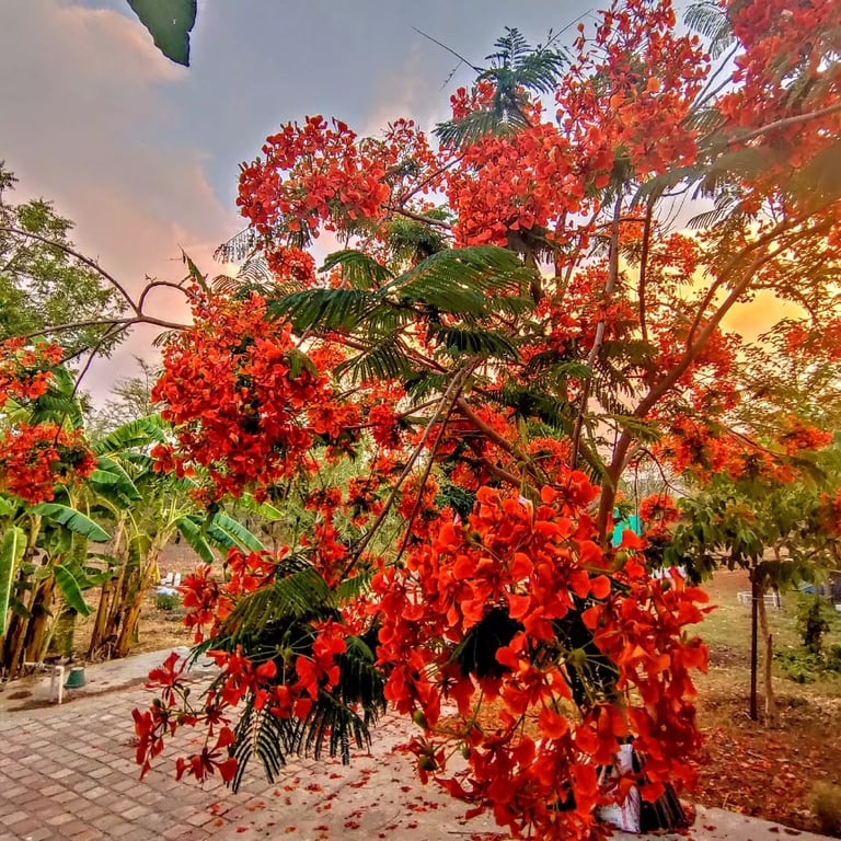 Experienced Chef at Vatsalya Vihar Udaipur