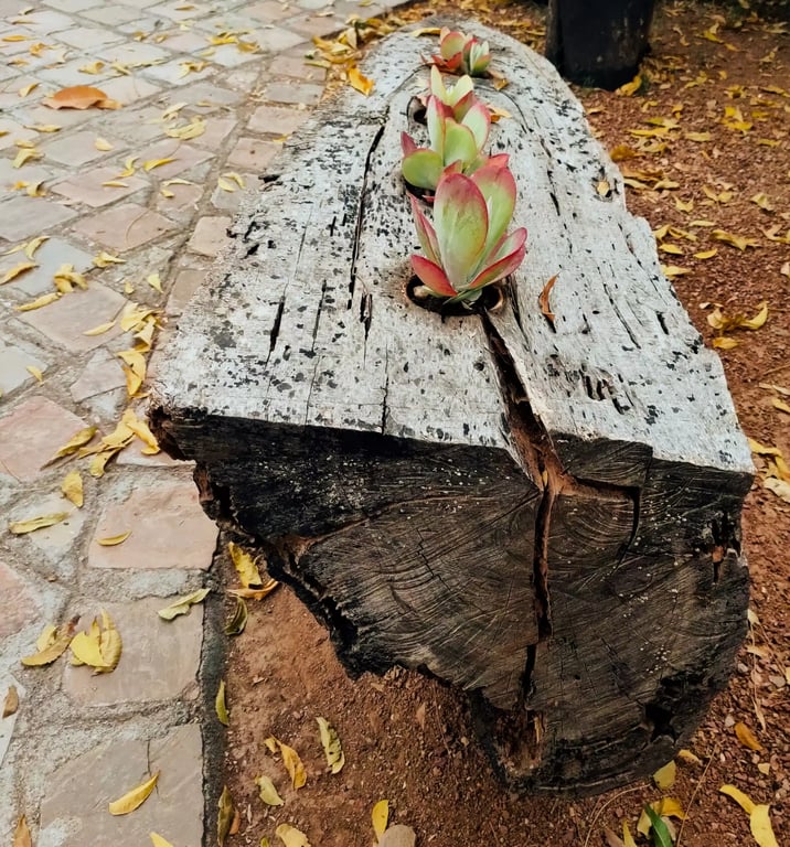 resort near badi lake, udaipur