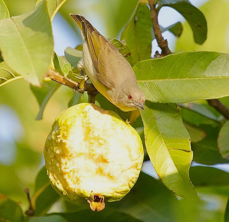 Nature Resort In Udaipur