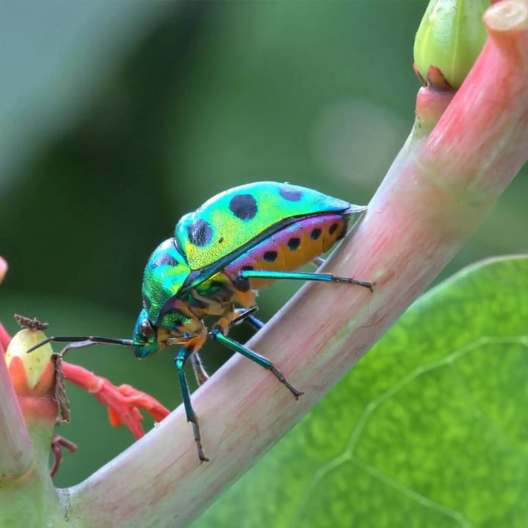 Boutique Resort In Udaipur Rajasthan