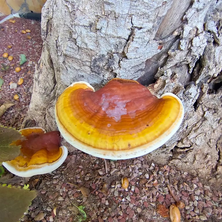 Vatsalya Villa - luxury retreat in udaipur