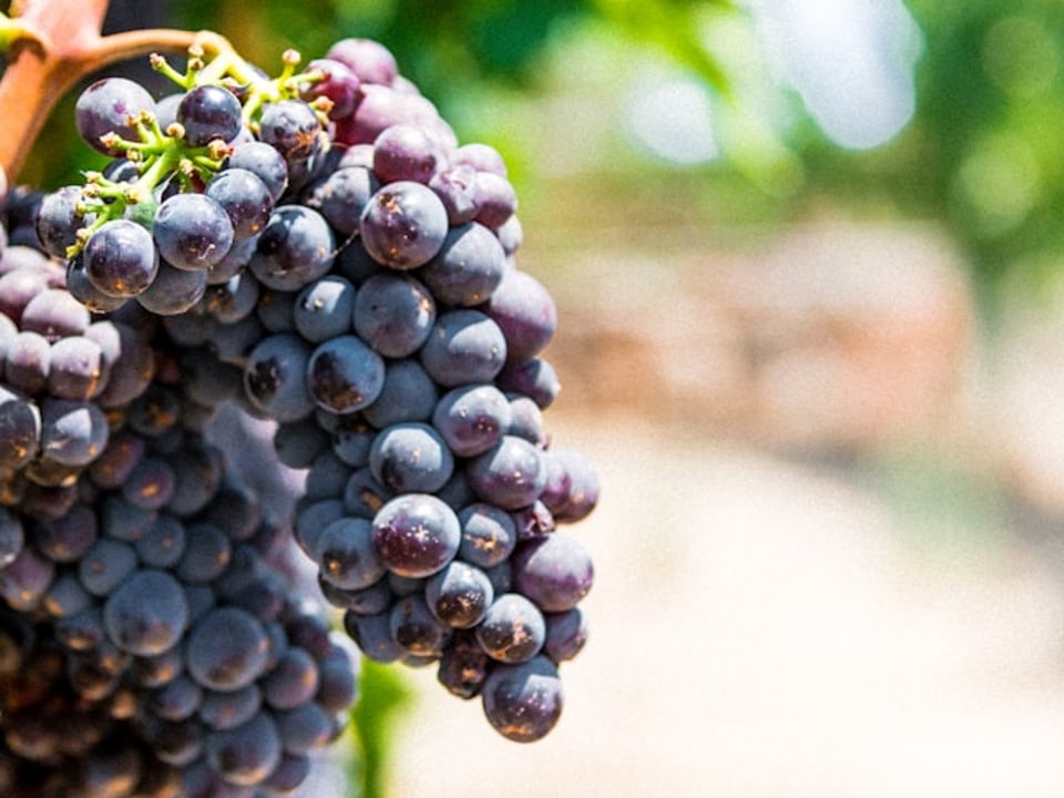 You can see we understand quite a bit about what Organic Wines do