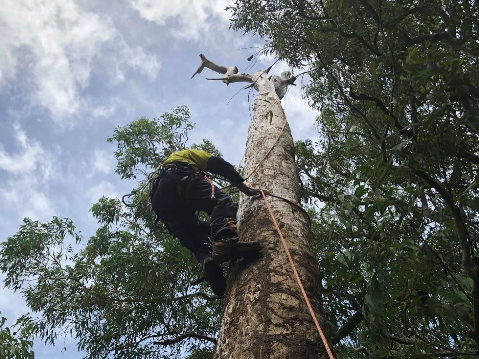 Green Canopy Tree Services featured image