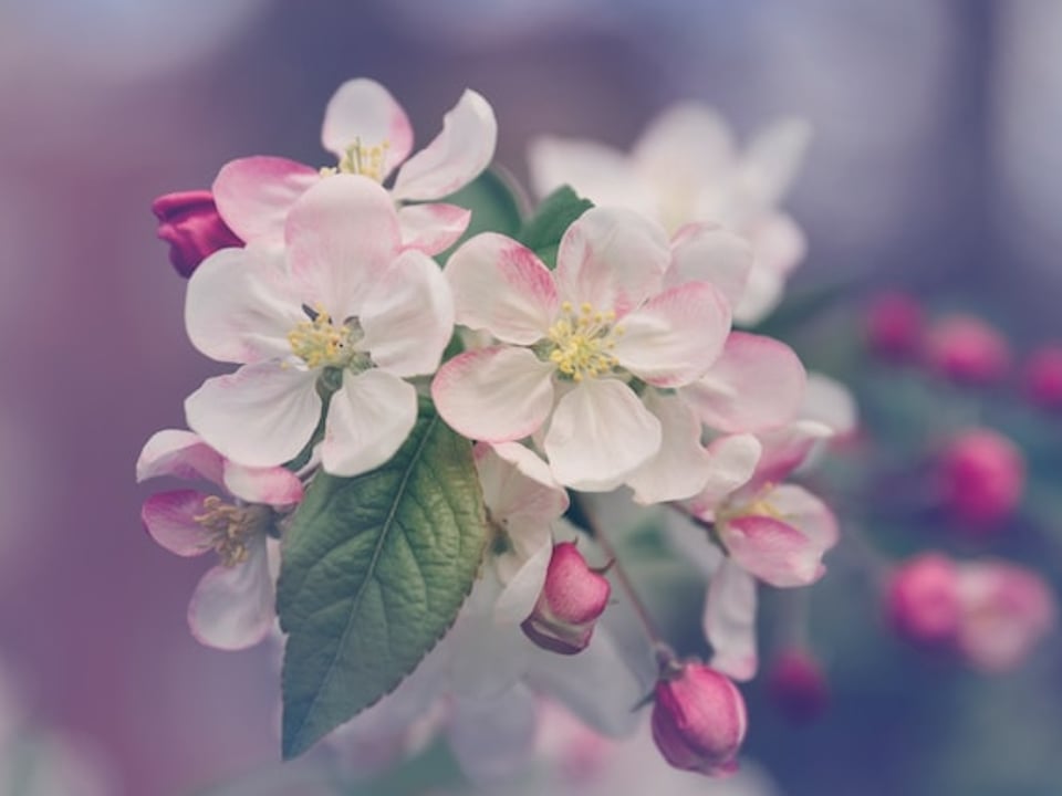 Lorem ipsum dolor sit amet