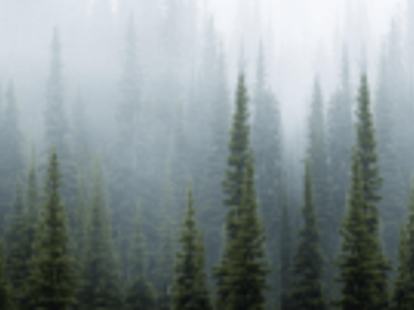 Guild Mortgage - Kacey Sheely