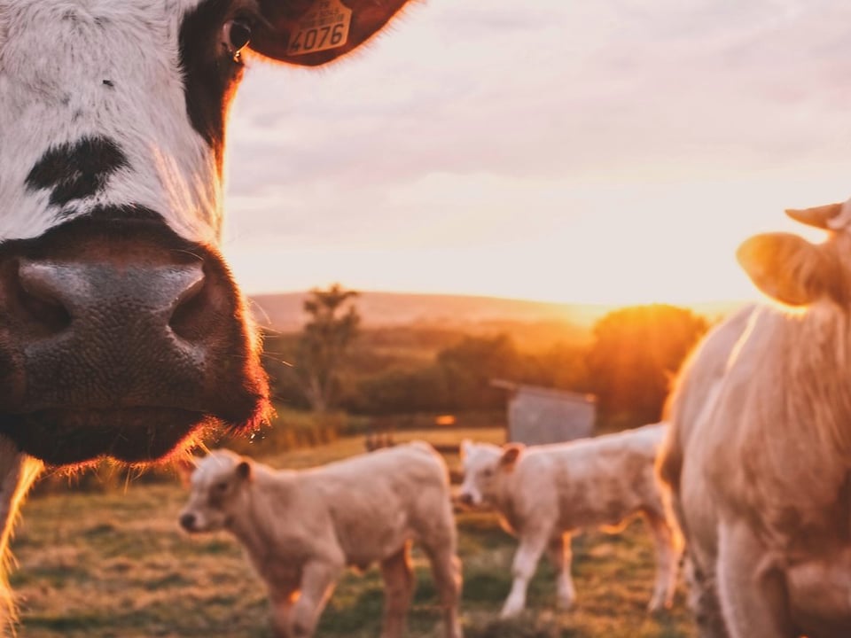 Australian Agribusinesses face some of the harshest natural conditions in the world - best they get covered.