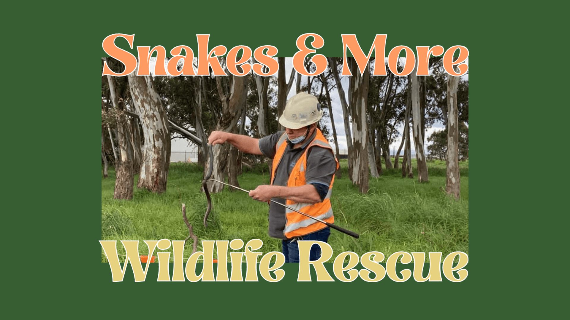 Snakes & More Wildlife Rescue hero image