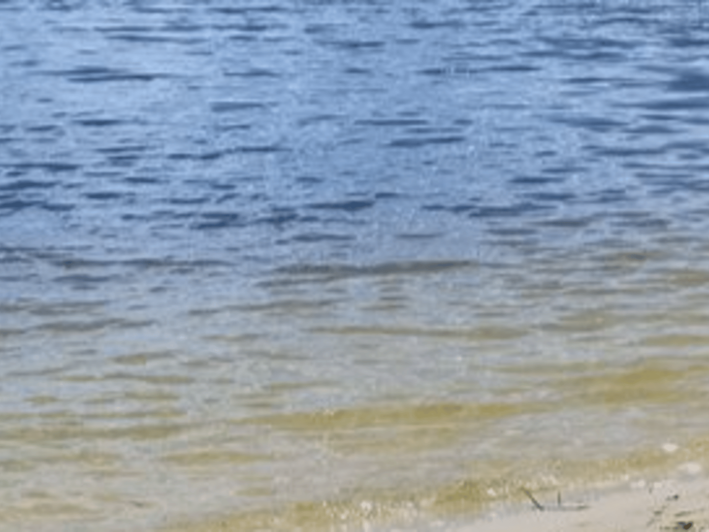 Palms To Pines Real Estate - Ashleigh McGlothlin