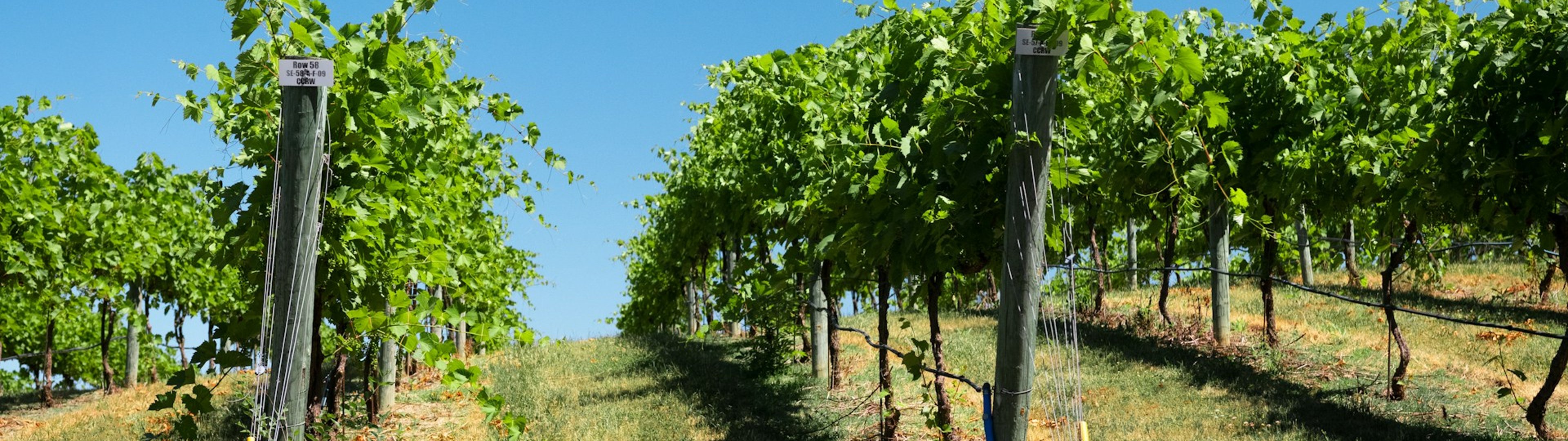 You may well also provide these valuable wine products…..which we have optimised as well