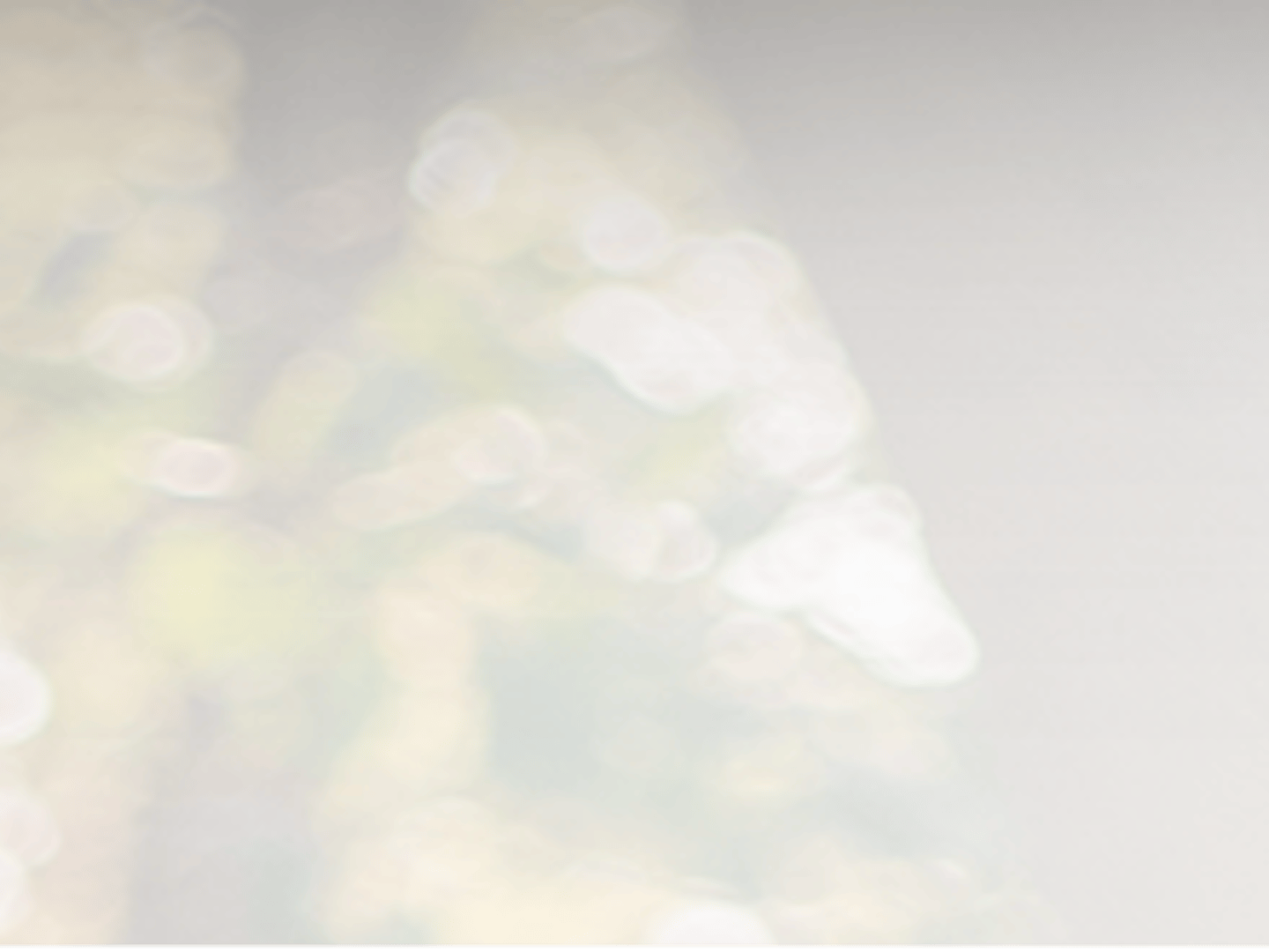 The Best Home Mortgage LLC