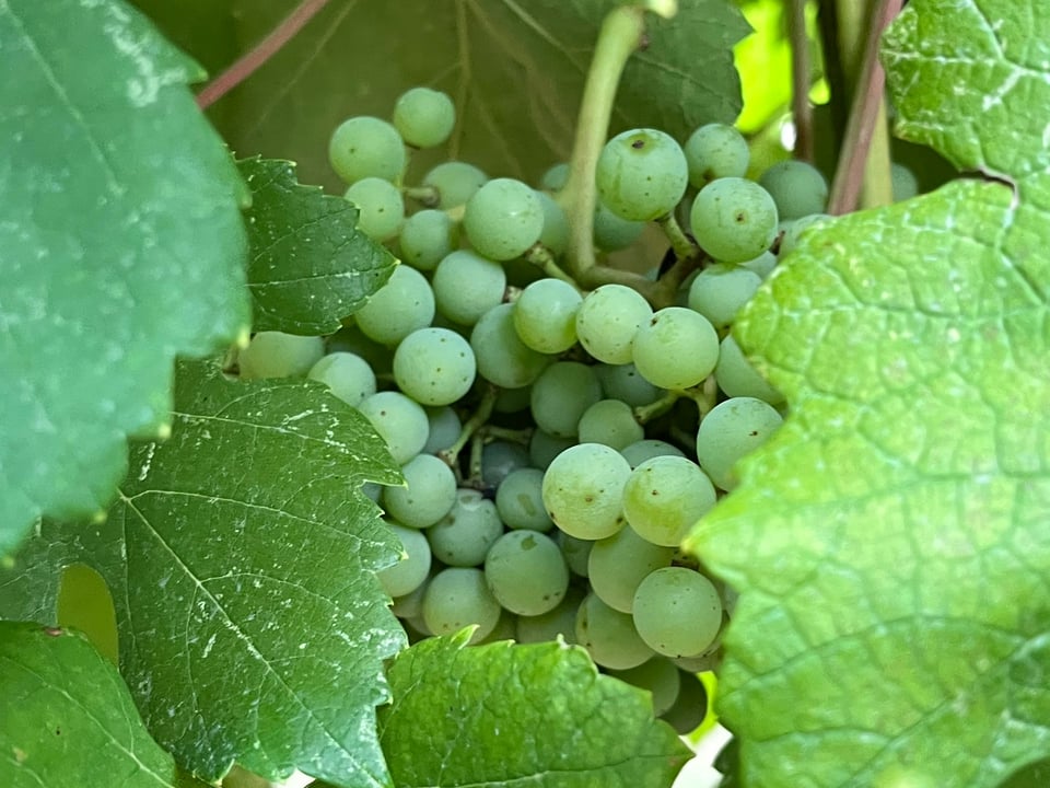 You can see we understand quite a bit about what wine products do