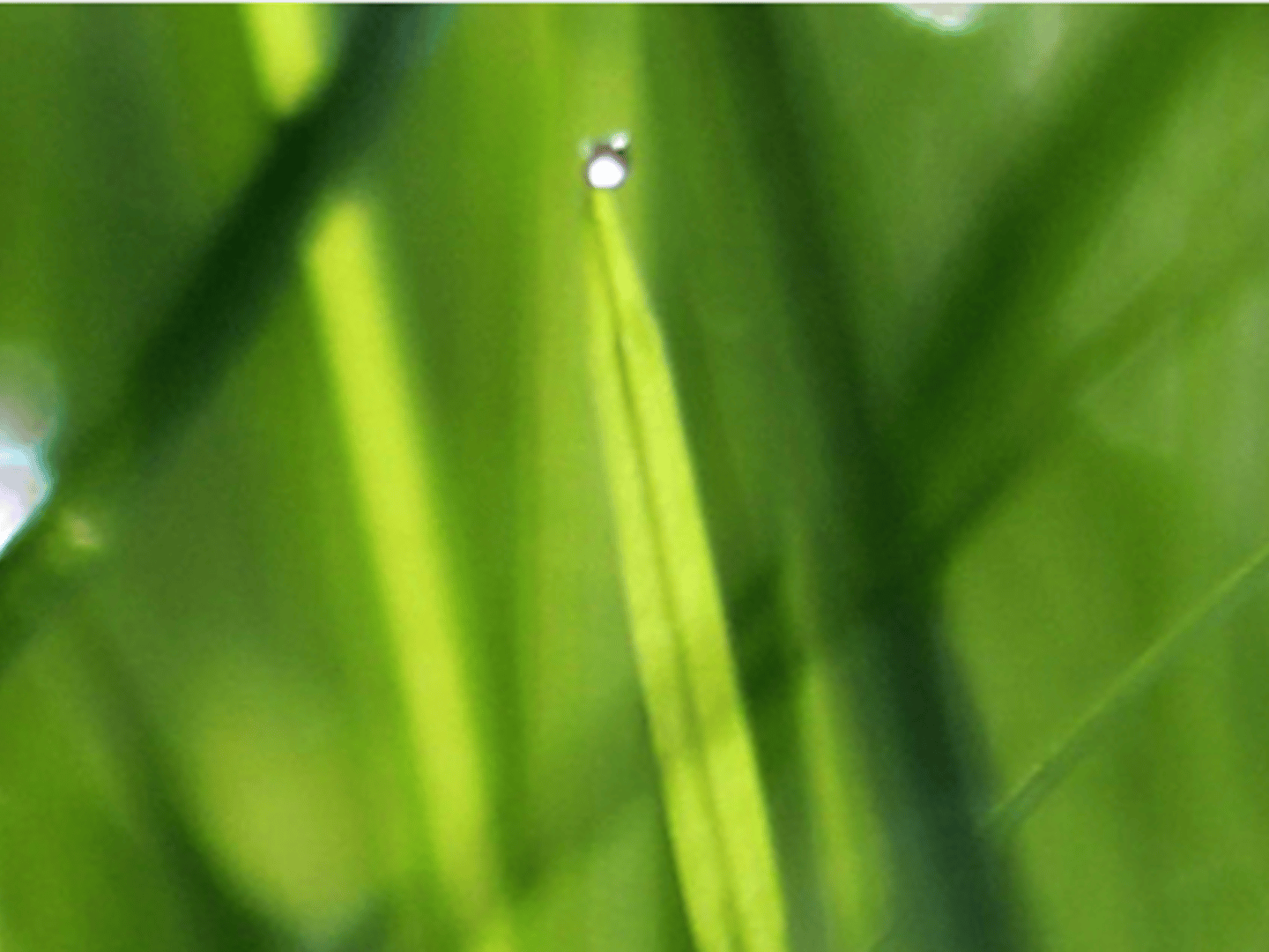 Guaranteed Rate, Inc - NMLS ID 2611 - Brandon Huckaby