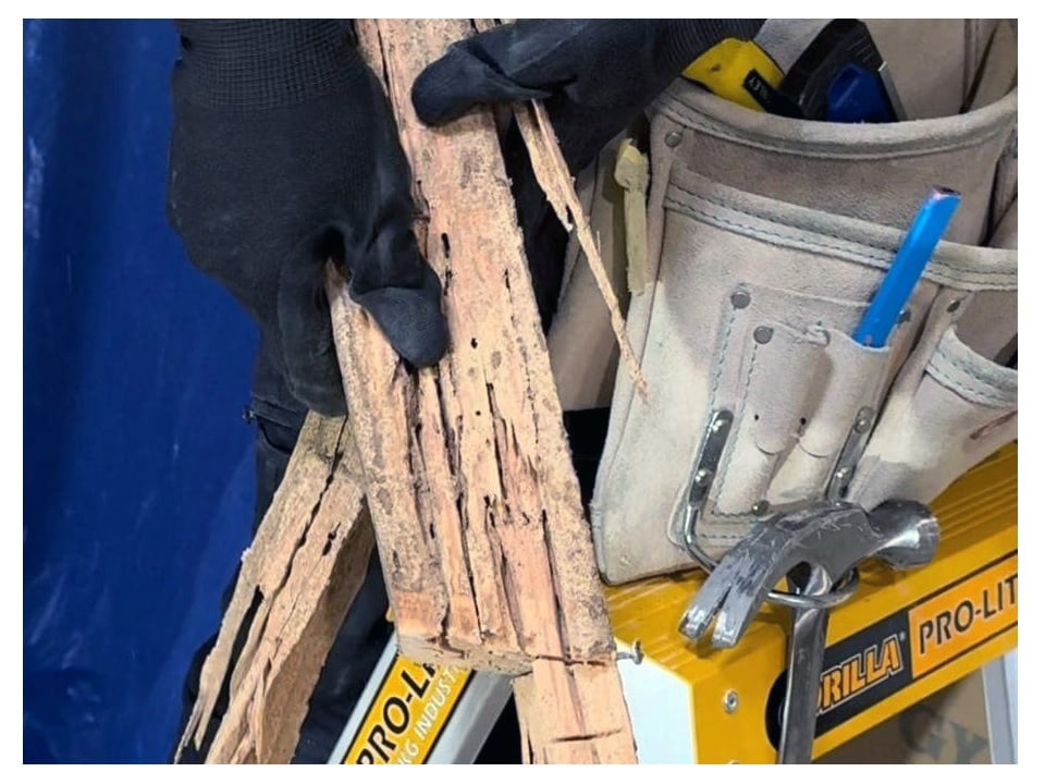 Zest Property Services - Termite Damage Repair Specialists featured image