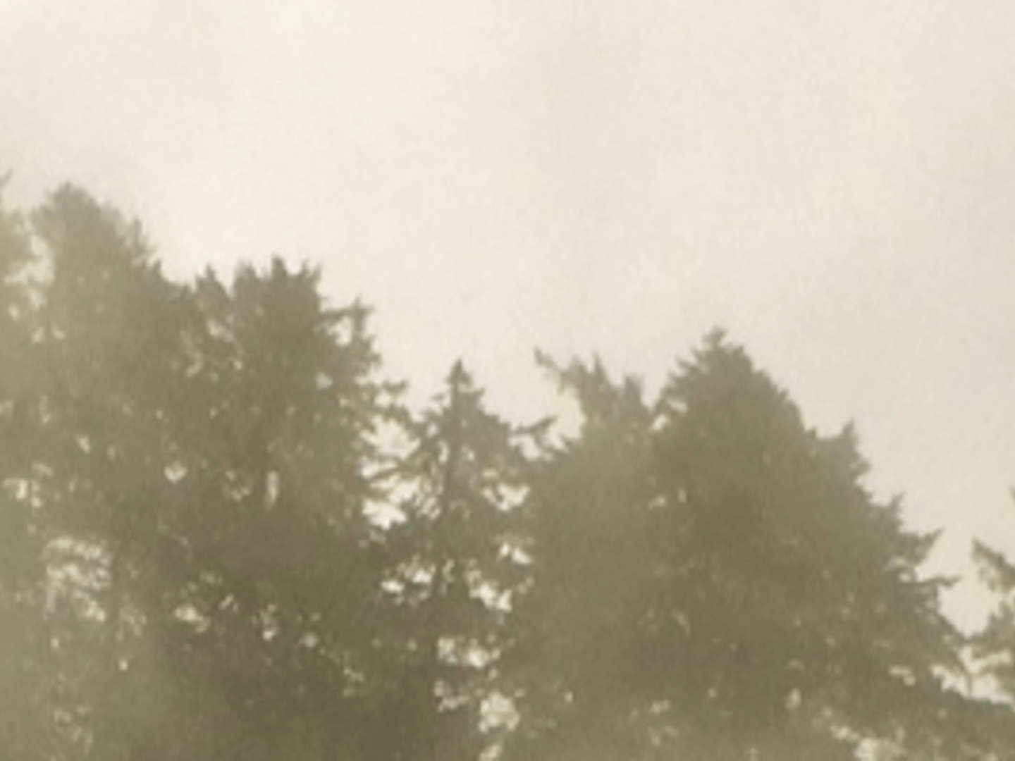 Guild Mortgage - Ladelle White