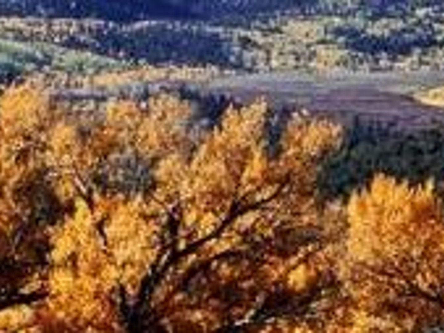 Guild Mortgage - Ross Barrett