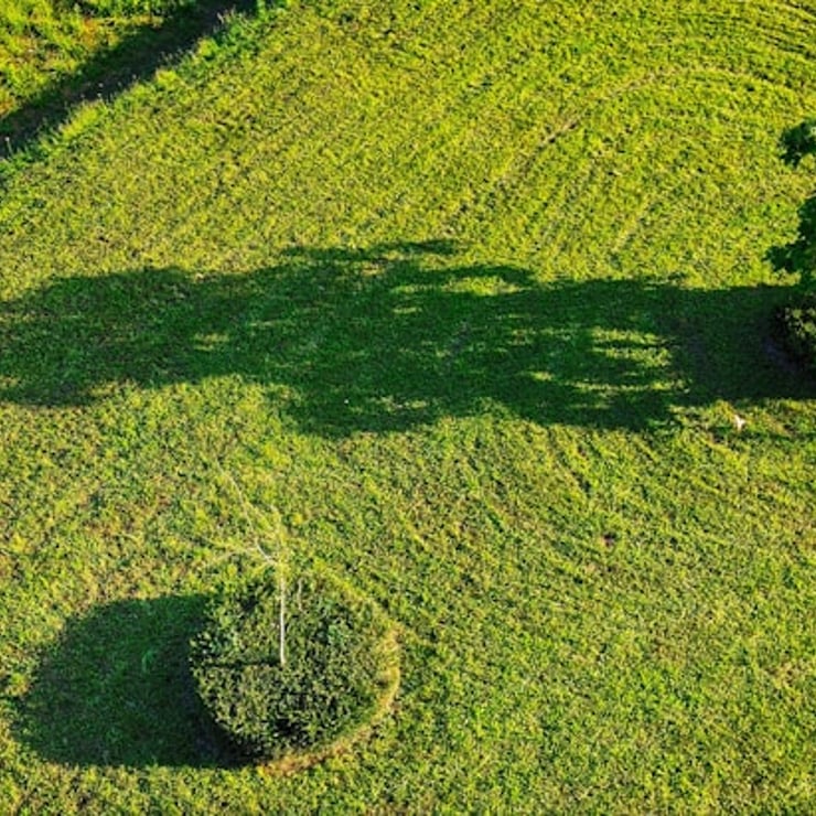 Your Go-To Guide for Lawn Care and Gardening Services in Batemans Bay unique image