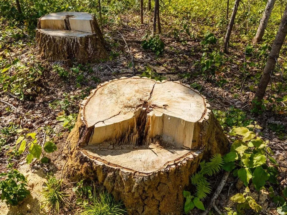 Stump Grinding Central Coast & Tree Services Pty Ltd featured image