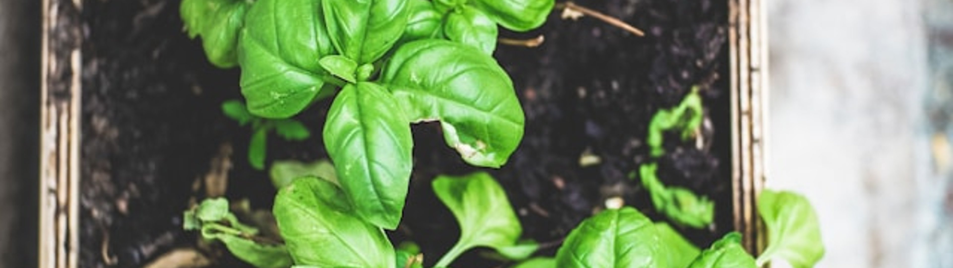 Make all the visitors to this site your own