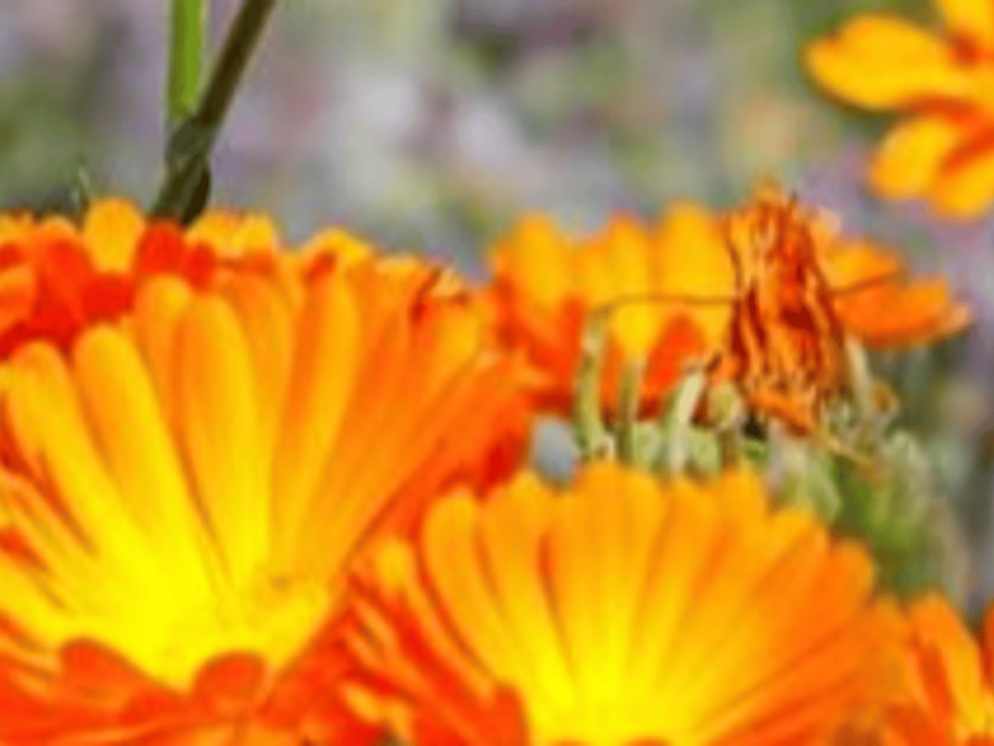 Michele Henderson, U.S. Navy Veteran - Sotheby's International Realty