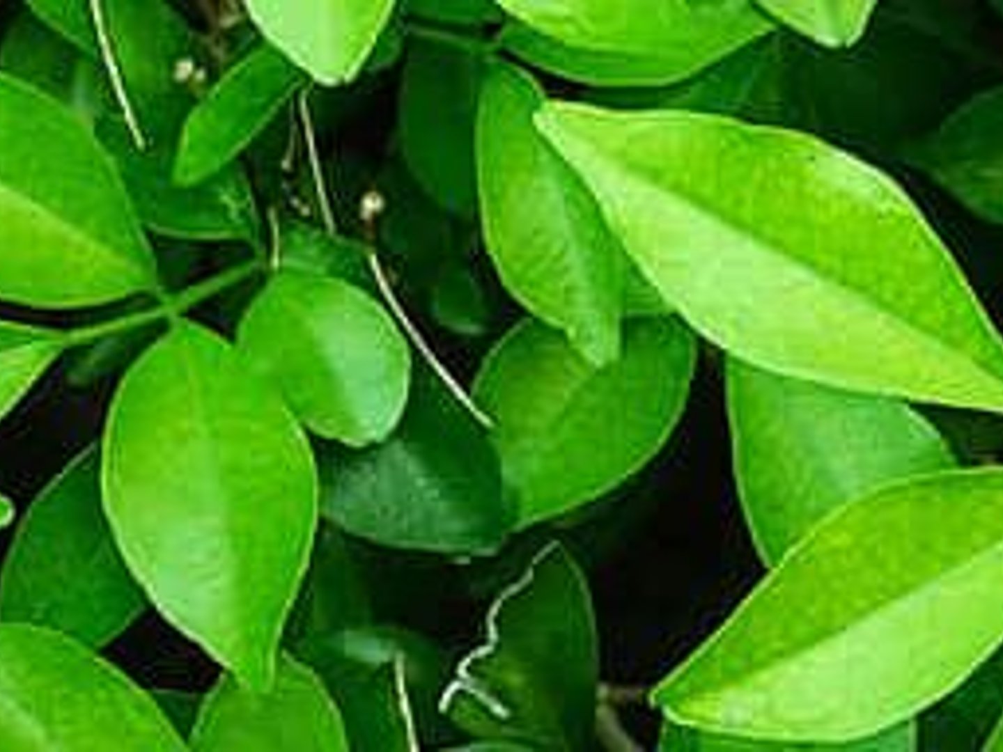 1st Security Bank Home Lending Office-Tara Brown