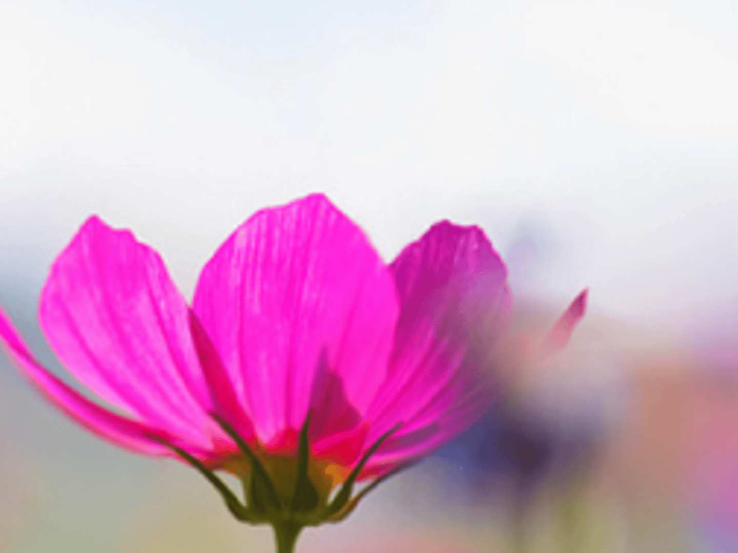 Guild Mortgage - Kristi Piatz