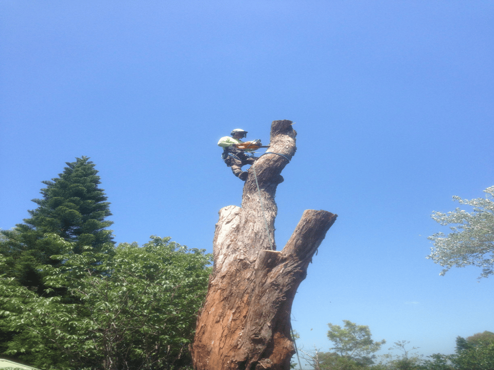 ENVIRO TREE WORKS featured image