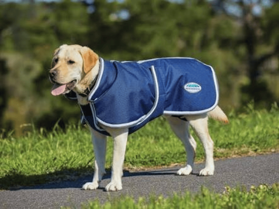 DURAL PET SUPERSTORE featured image